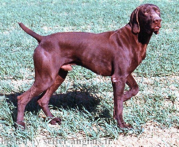 TR. Sirius du Coteau de Saveton