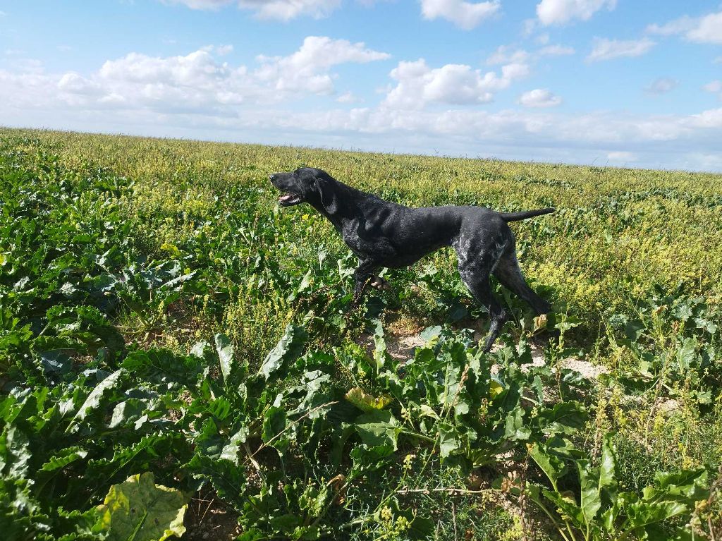 TR. Undiz du Coteau de Saveton