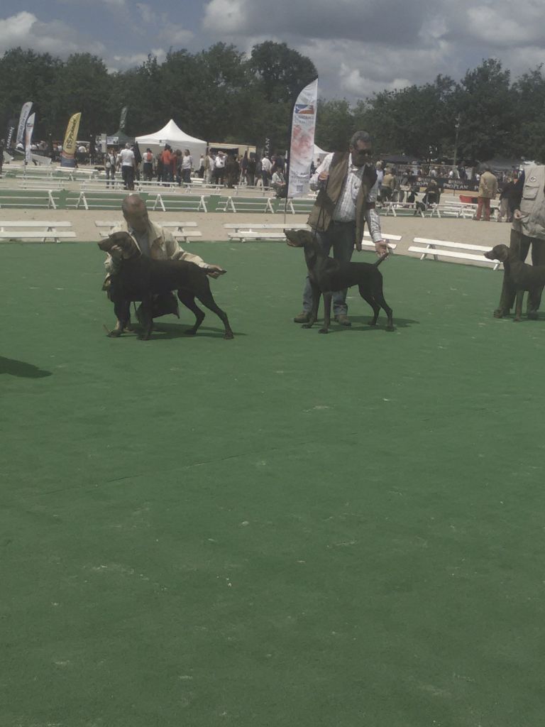du Coteau de Saveton - Inayat:3ème EXC en Régionale d'Elevage Game fair à Lamotte Beuvron