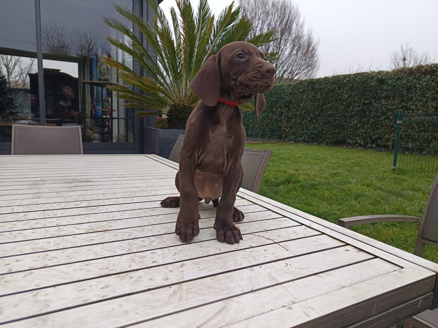 du Coteau de Saveton - Chiots disponibles - Braque allemand à poil court