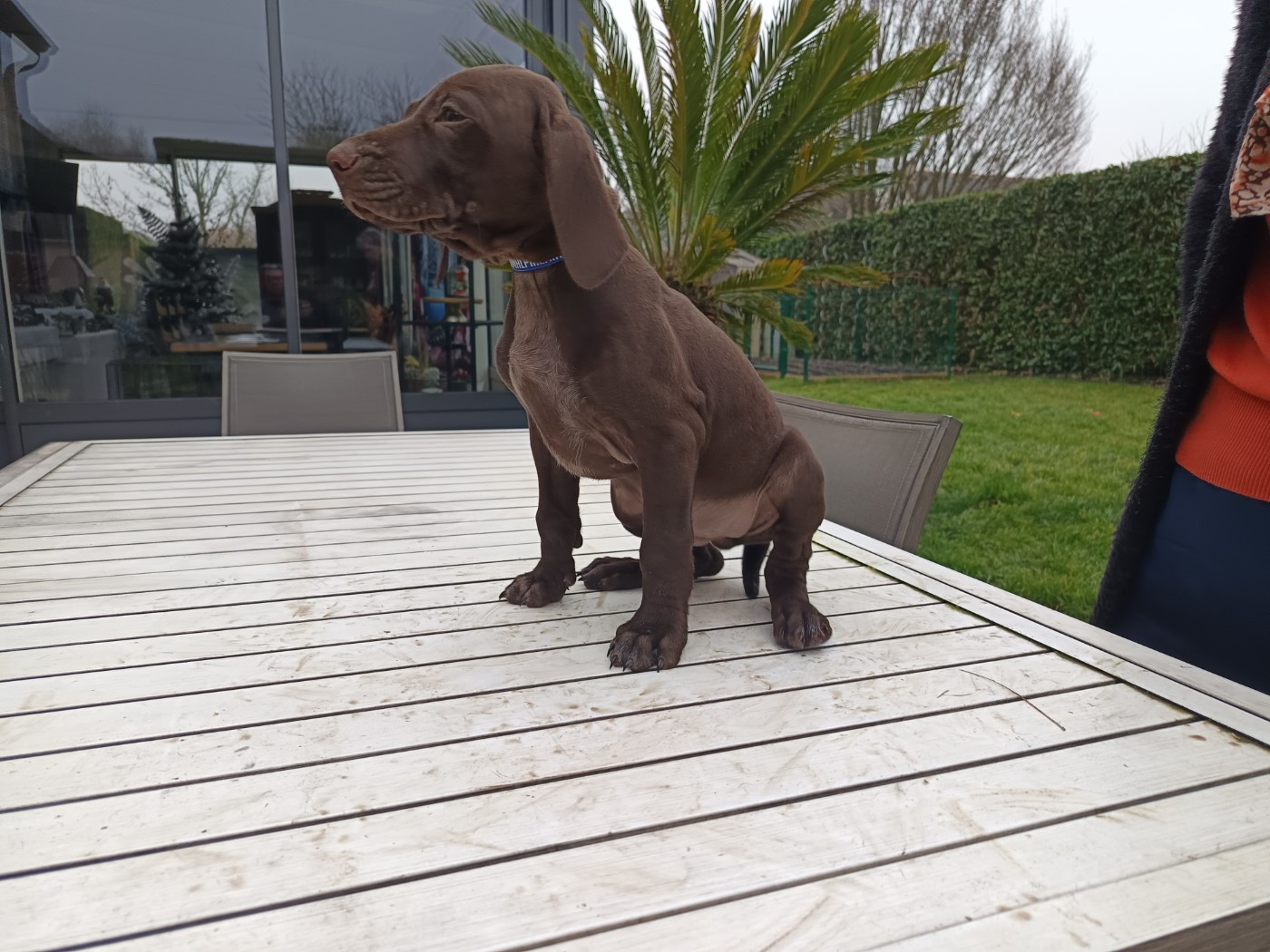 du Coteau de Saveton - Chiots disponibles - Braque allemand à poil court