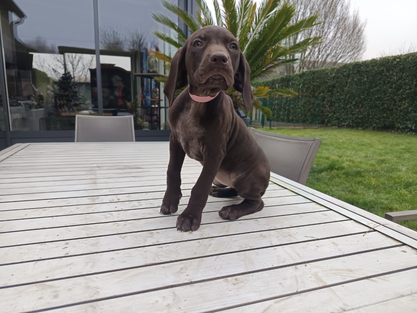du Coteau de Saveton - Chiots disponibles - Braque allemand à poil court