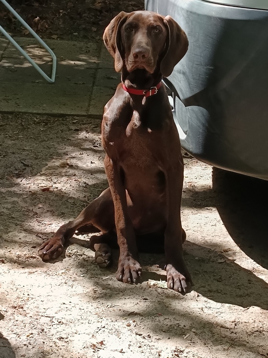 du Coteau de Saveton - Chiots disponibles - Braque allemand à poil court