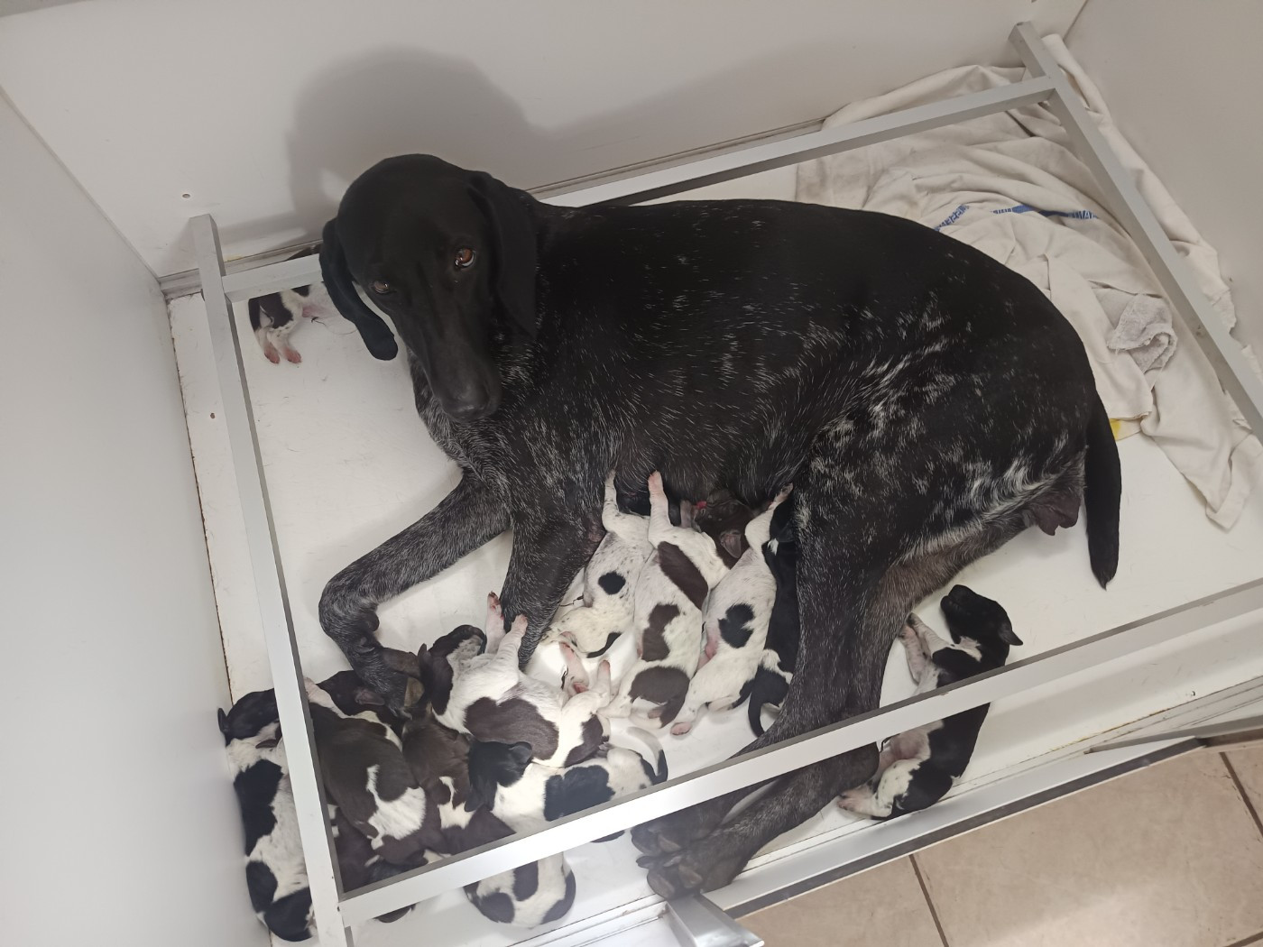 du Coteau de Saveton - Chiots disponibles - Braque allemand à poil court