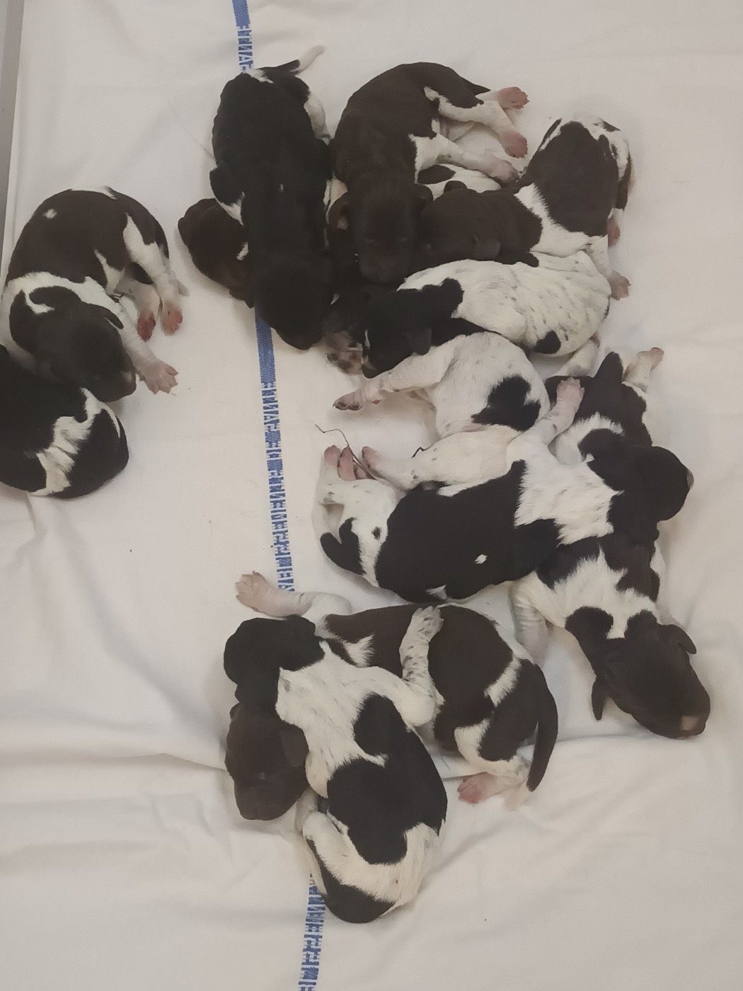 du Coteau de Saveton - Chiots disponibles - Braque allemand à poil court