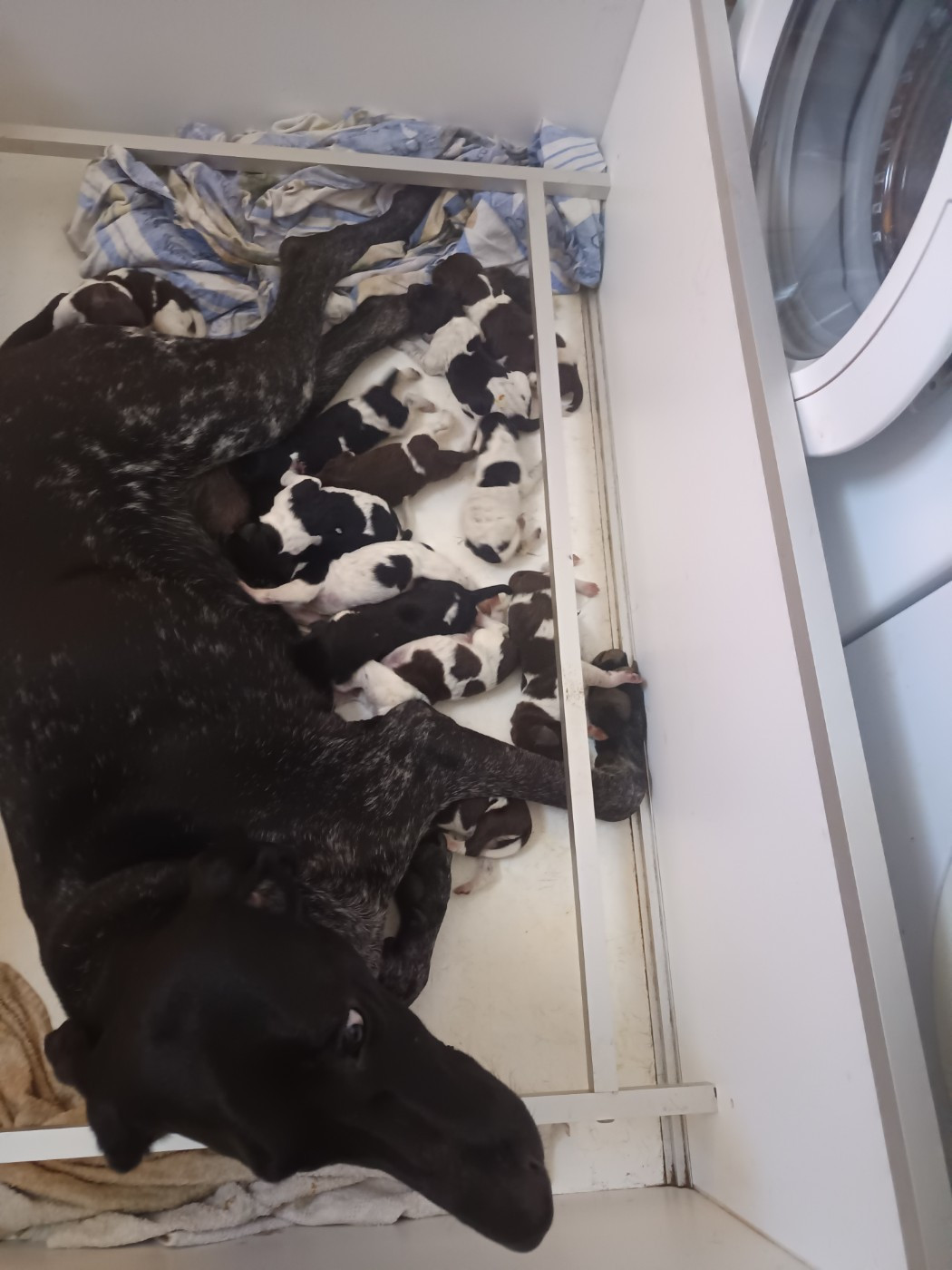 du Coteau de Saveton - Chiots disponibles - Braque allemand à poil court