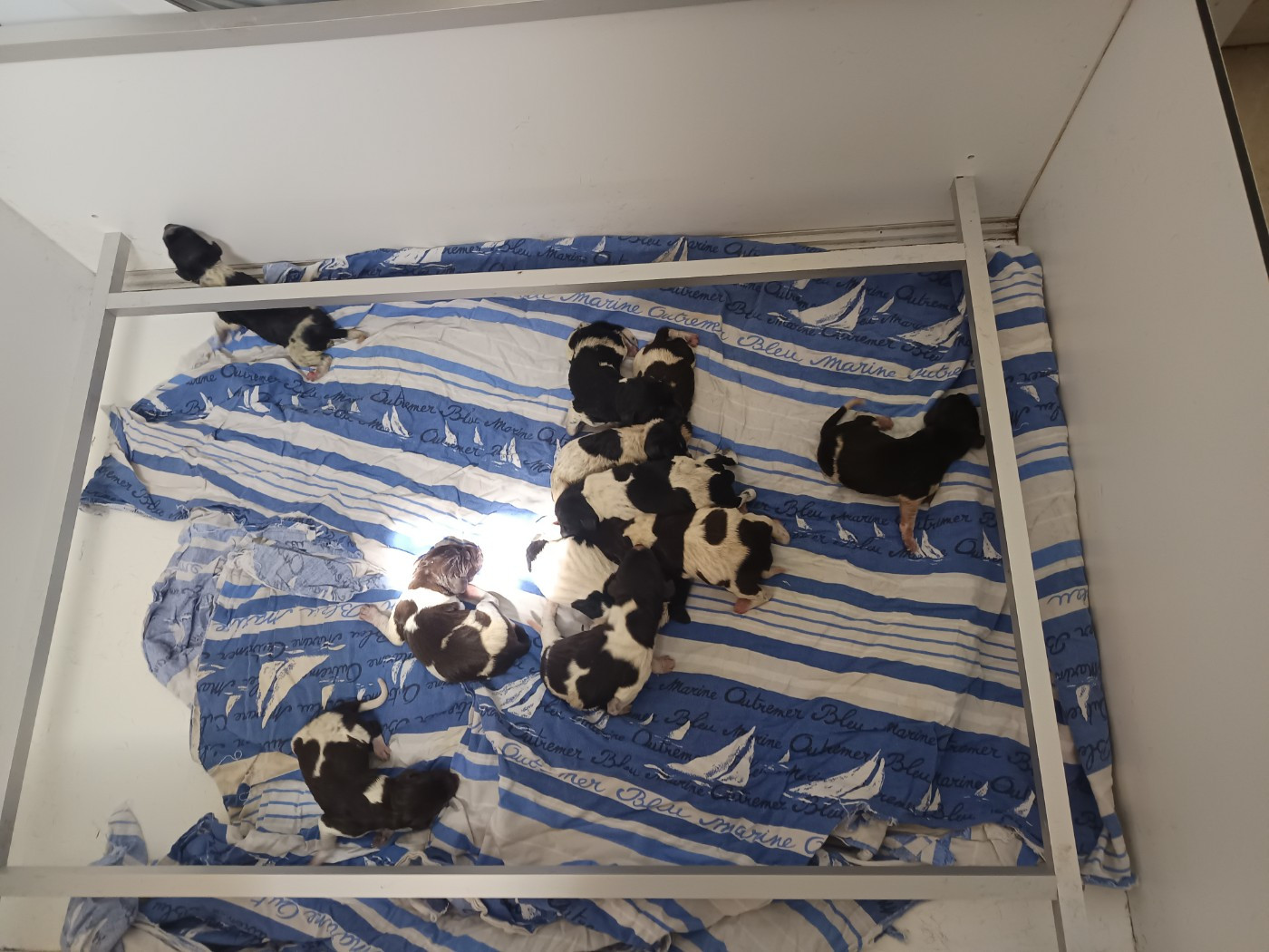 du Coteau de Saveton - Chiots disponibles - Braque allemand à poil court