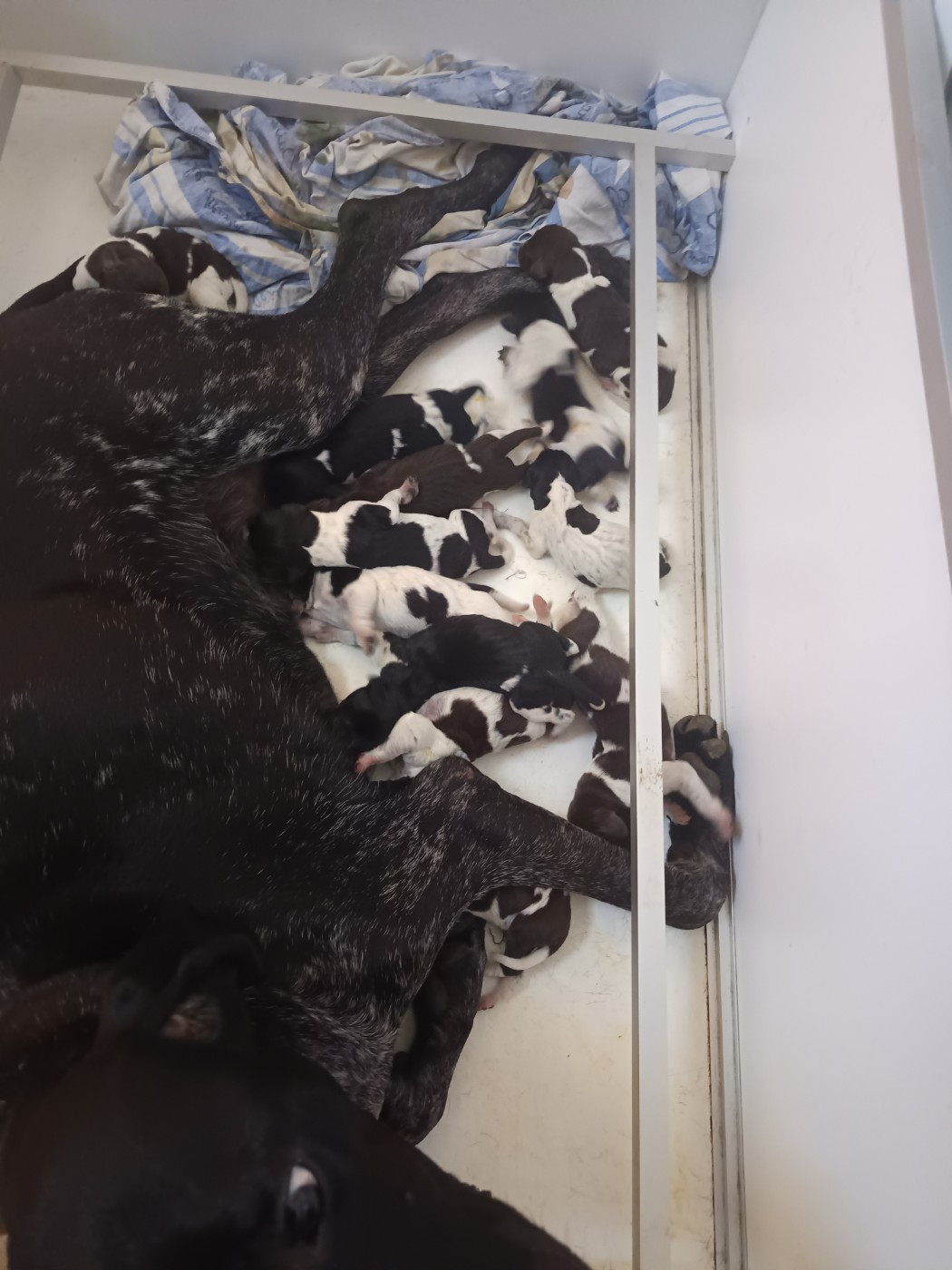 du Coteau de Saveton - Chiots disponibles - Braque allemand à poil court