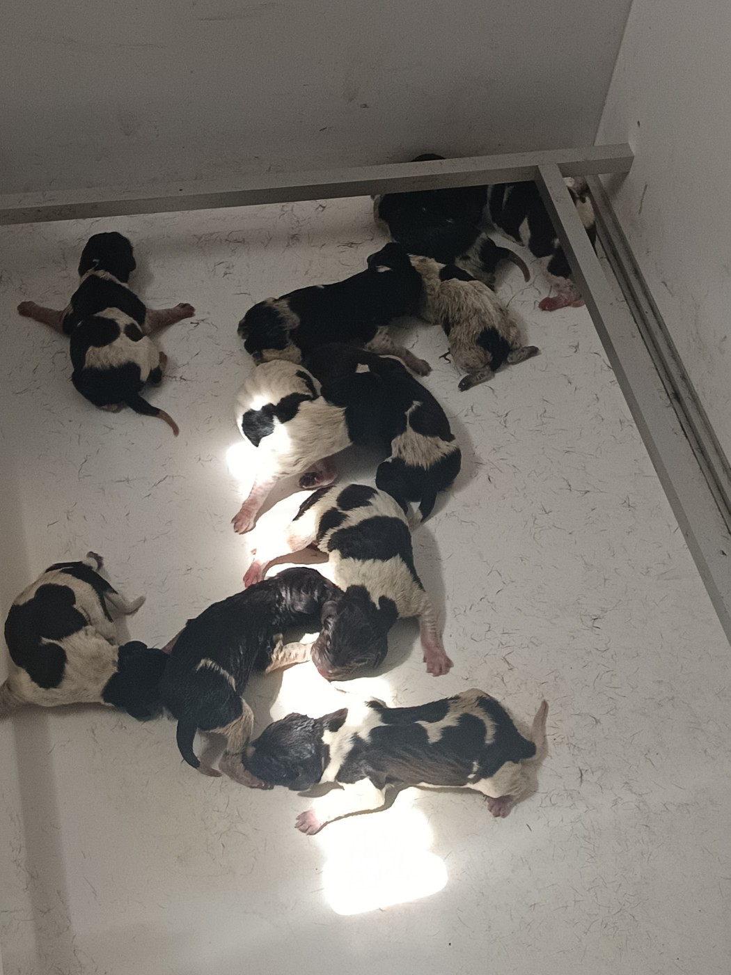 du Coteau de Saveton - Chiots disponibles - Braque allemand à poil court