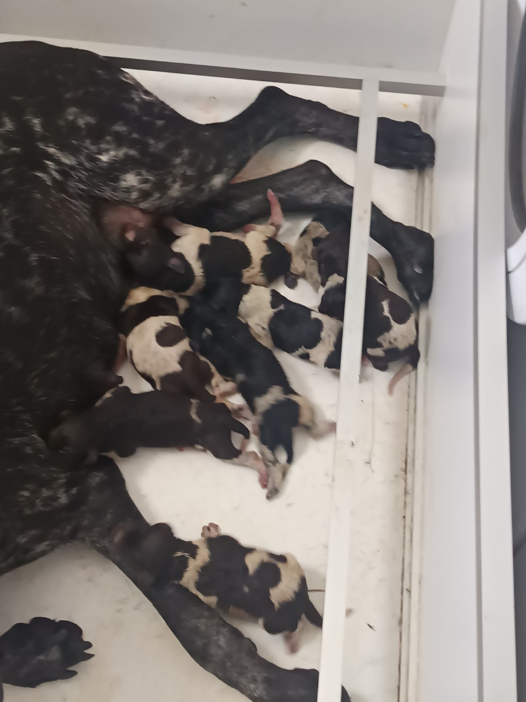 du Coteau de Saveton - Chiots disponibles - Braque allemand à poil court