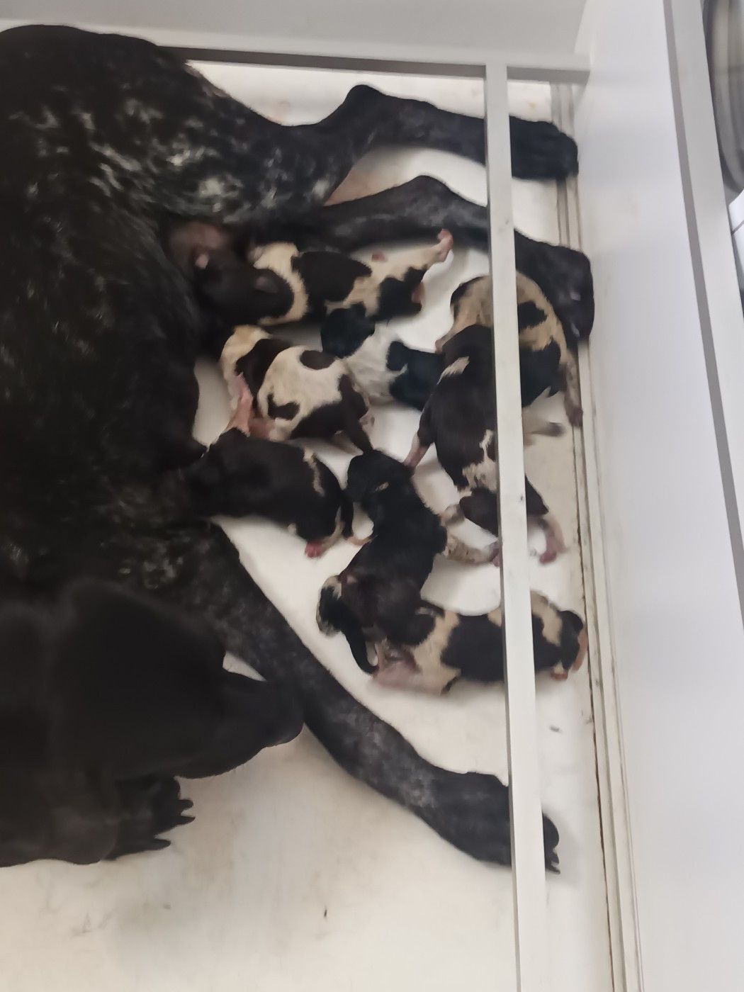 du Coteau de Saveton - Chiots disponibles - Braque allemand à poil court