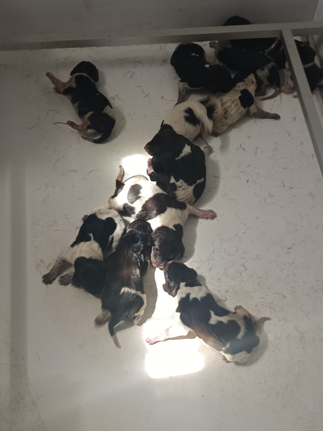 du Coteau de Saveton - Chiots disponibles - Braque allemand à poil court