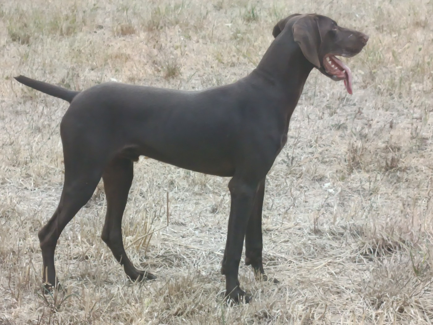 du Coteau de Saveton - Chiots disponibles - Braque allemand à poil court