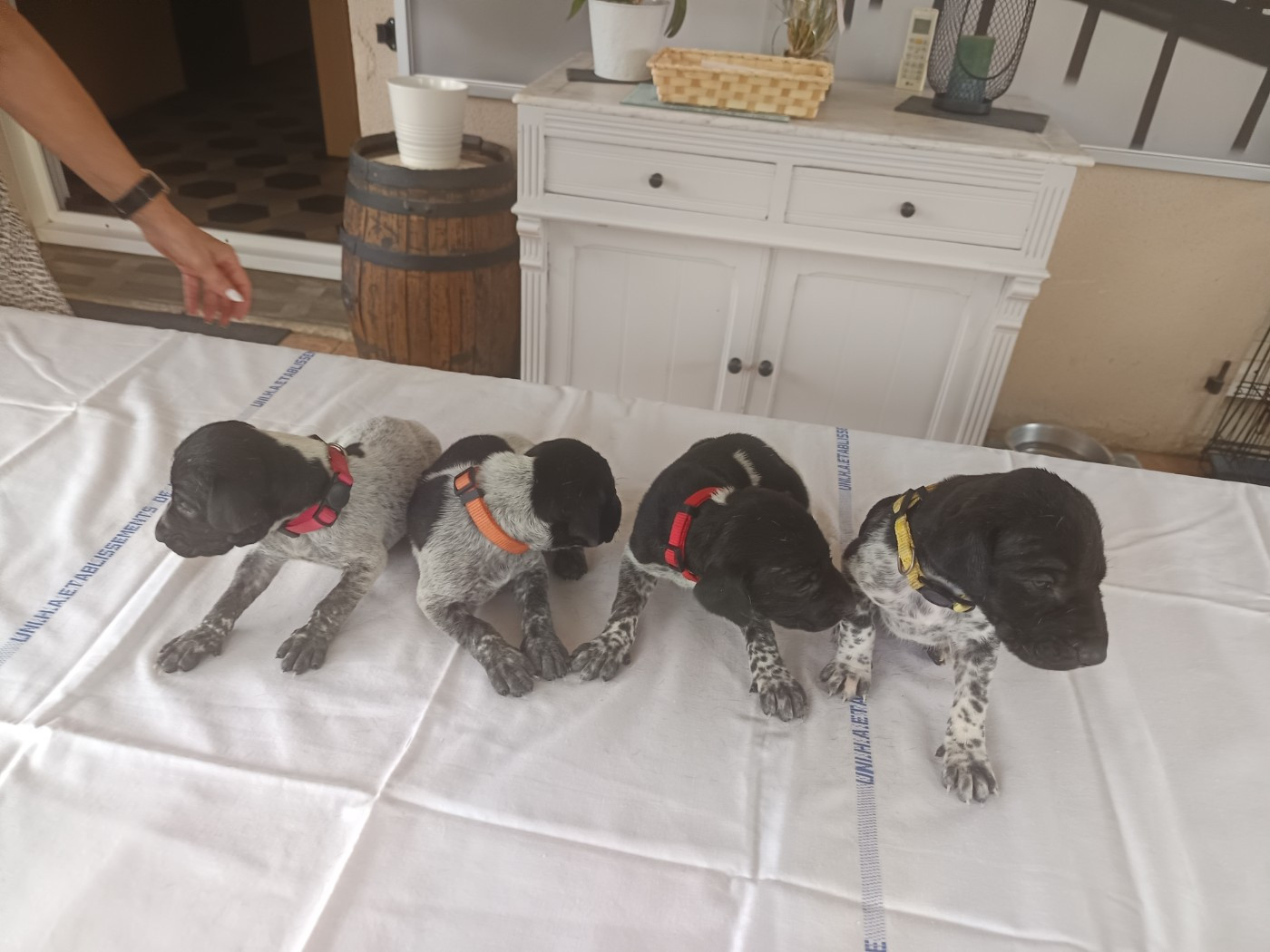 du Coteau de Saveton - Chiots disponibles - Braque allemand à poil court