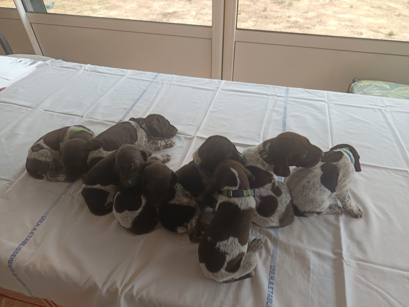 du Coteau de Saveton - Chiots disponibles - Braque allemand à poil court