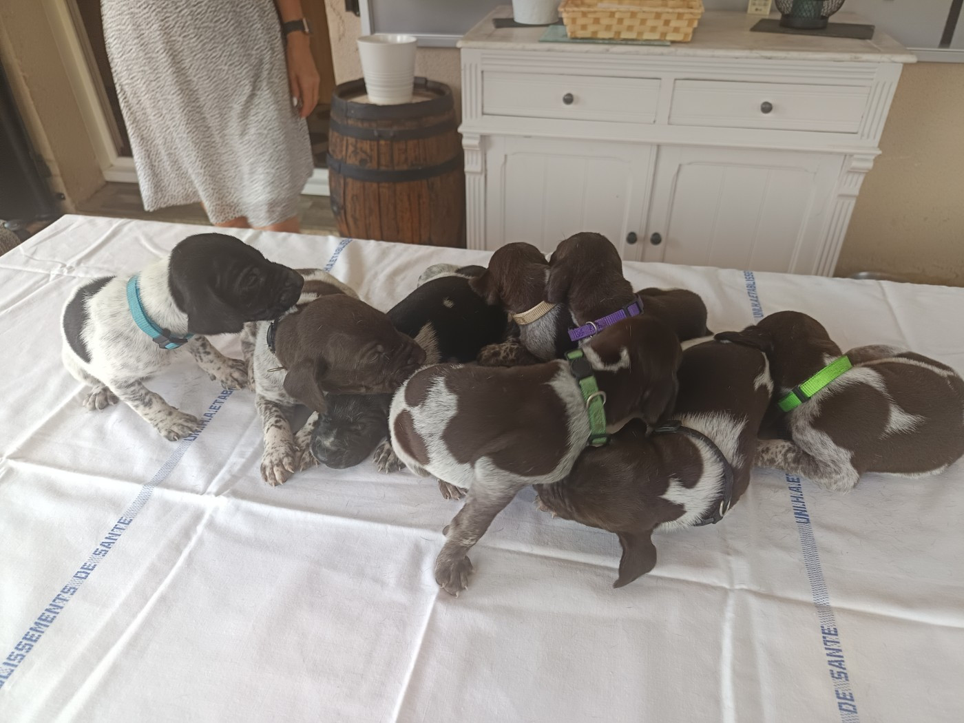 du Coteau de Saveton - Chiots disponibles - Braque allemand à poil court