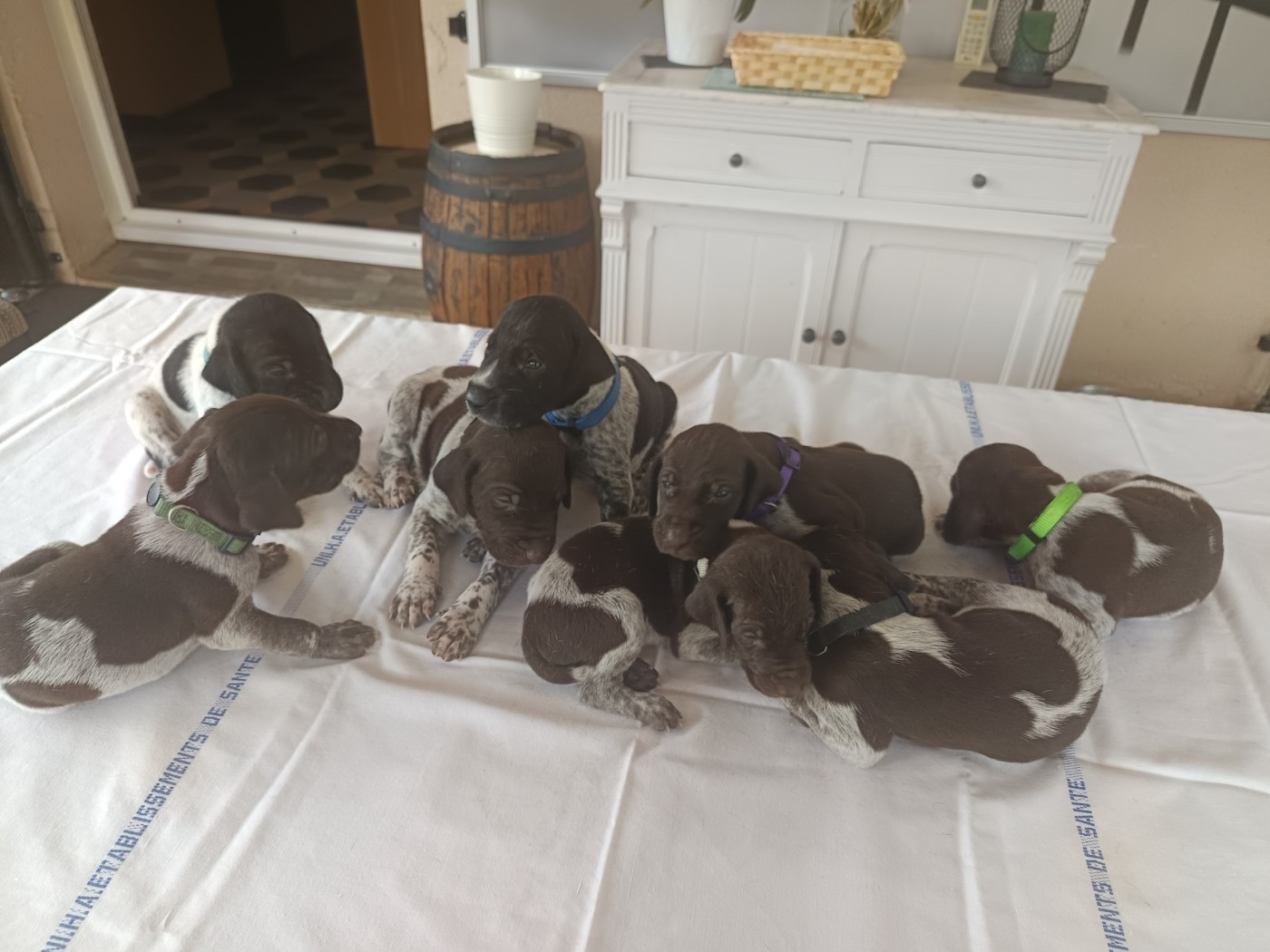 du Coteau de Saveton - Chiots disponibles - Braque allemand à poil court