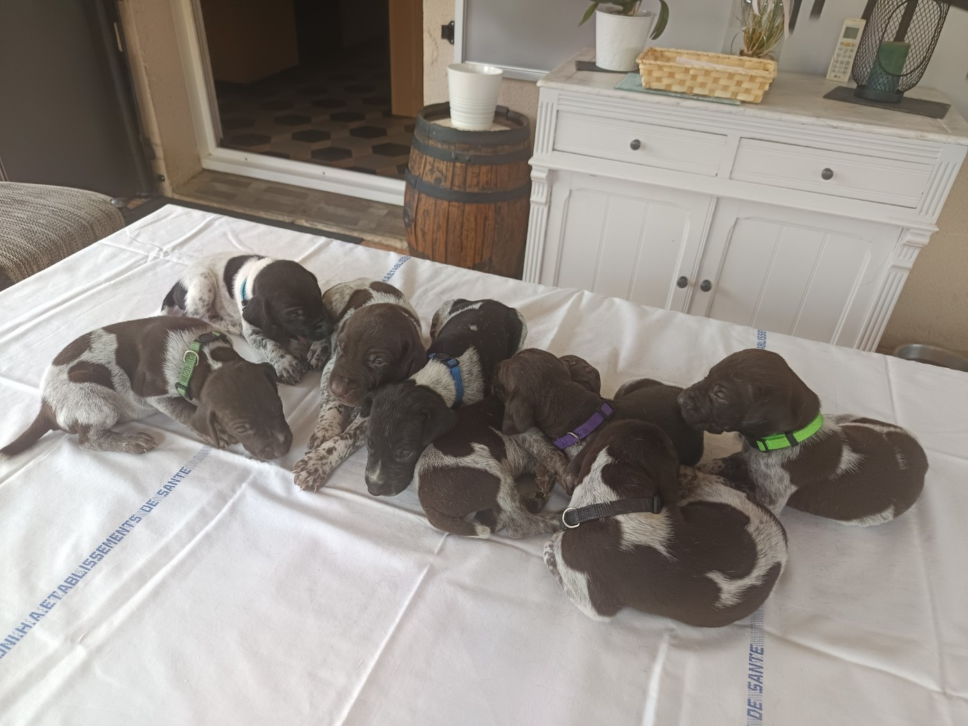 du Coteau de Saveton - Chiots disponibles - Braque allemand à poil court