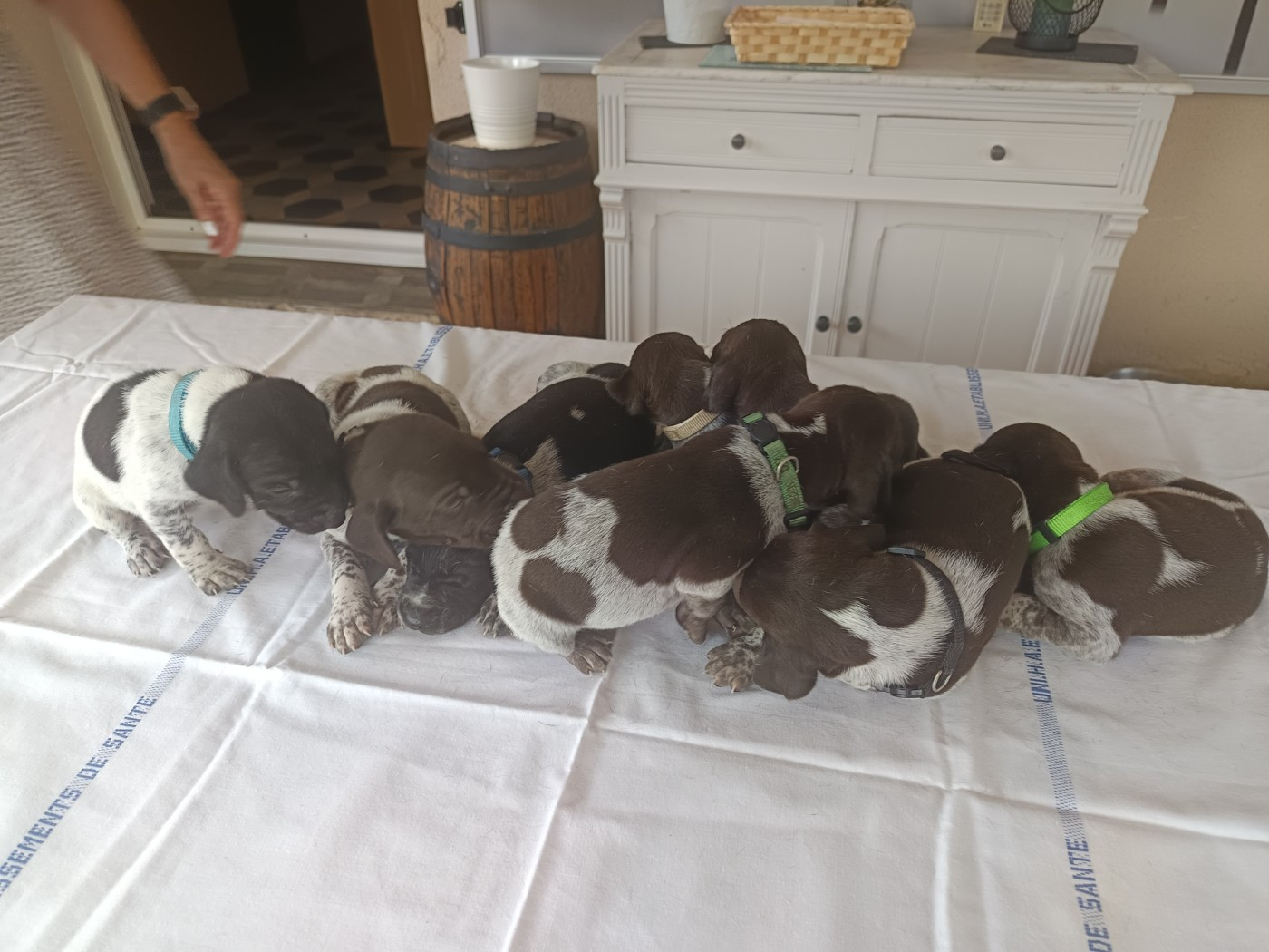 du Coteau de Saveton - Chiots disponibles - Braque allemand à poil court