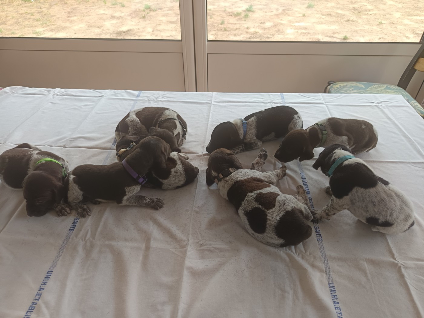 du Coteau de Saveton - Chiots disponibles - Braque allemand à poil court