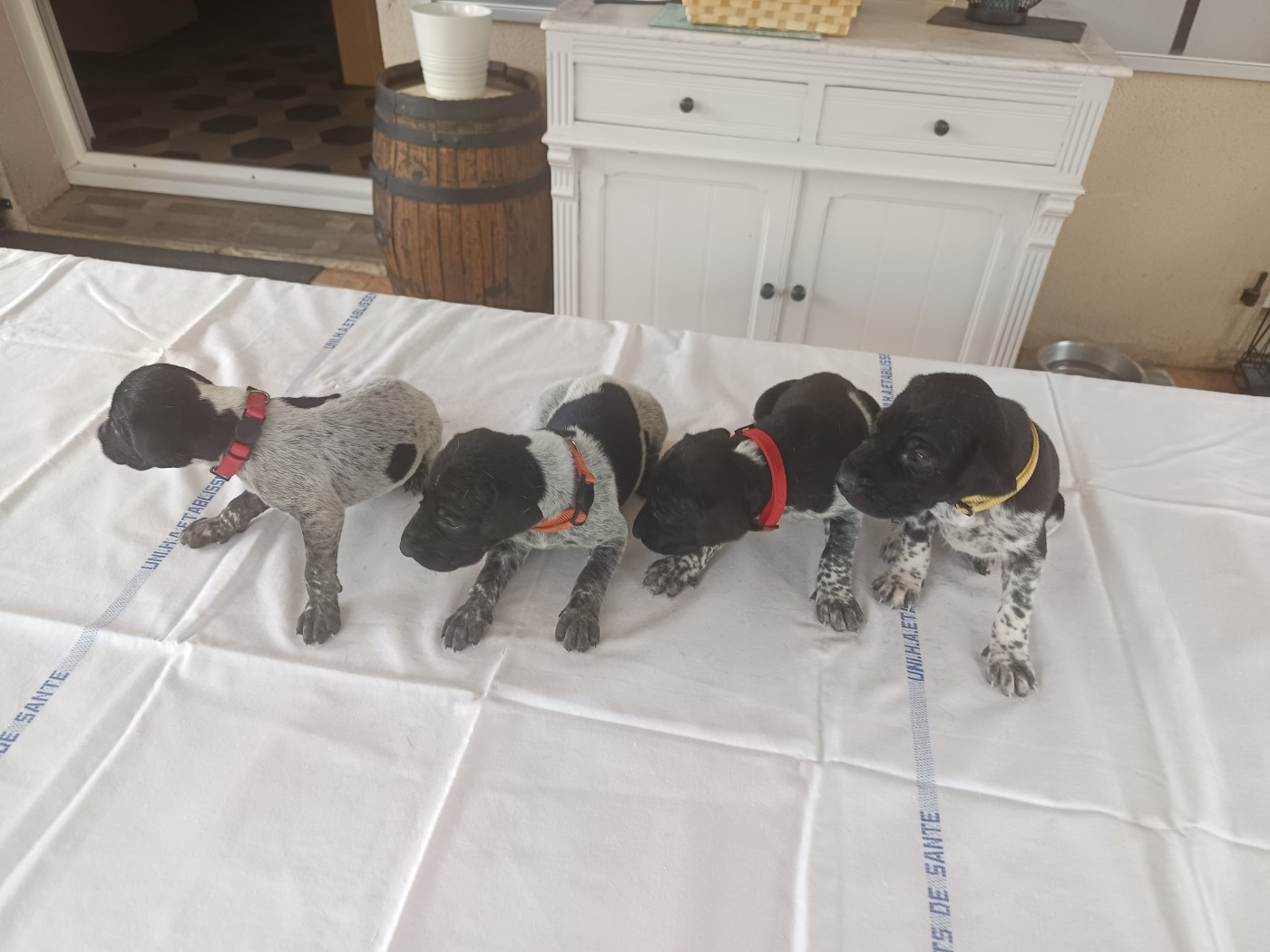 du Coteau de Saveton - Chiots disponibles - Braque allemand à poil court