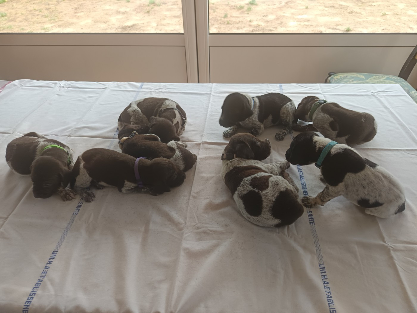 du Coteau de Saveton - Chiots disponibles - Braque allemand à poil court