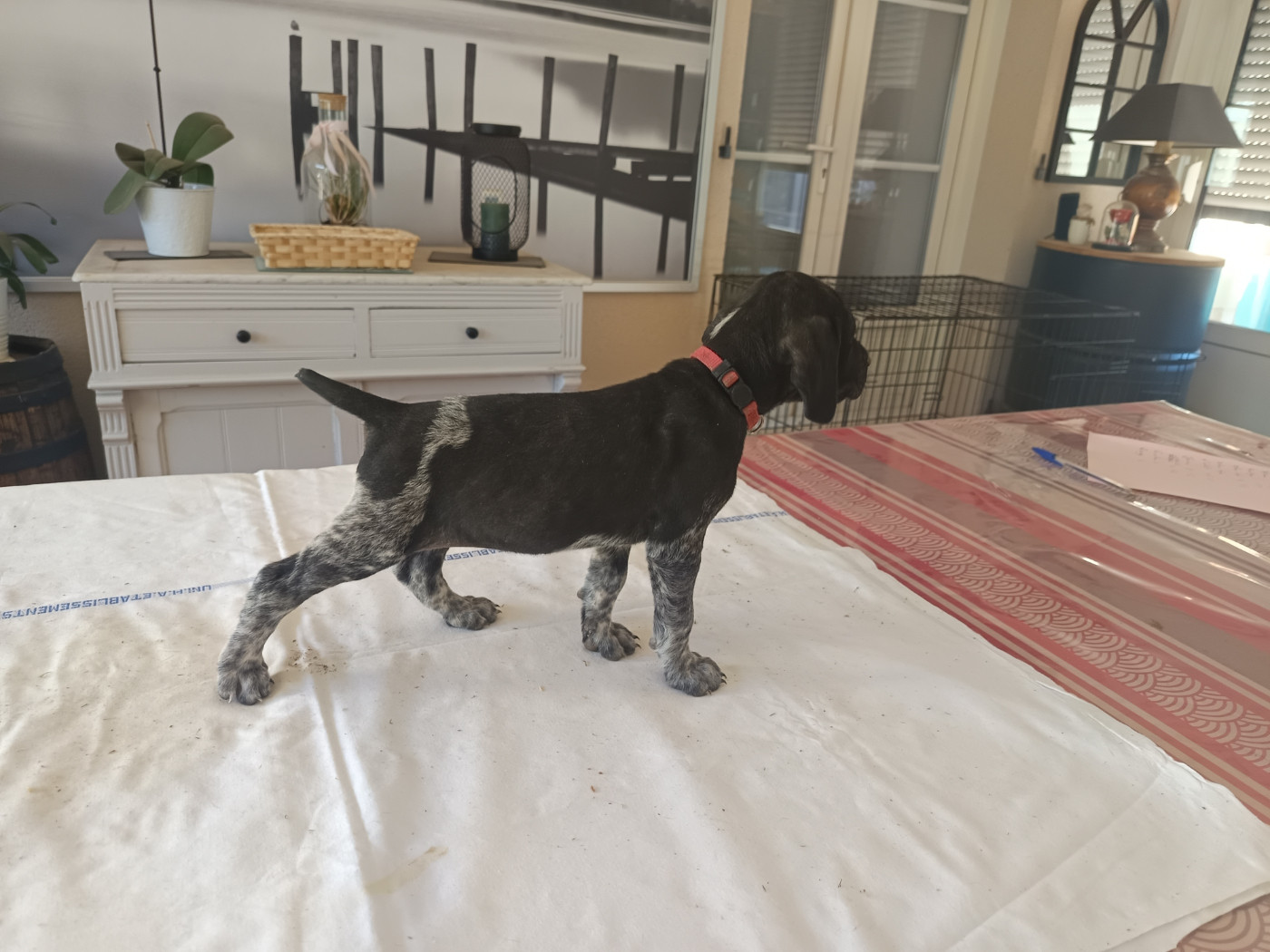 du Coteau de Saveton - Chiots disponibles - Braque allemand à poil court