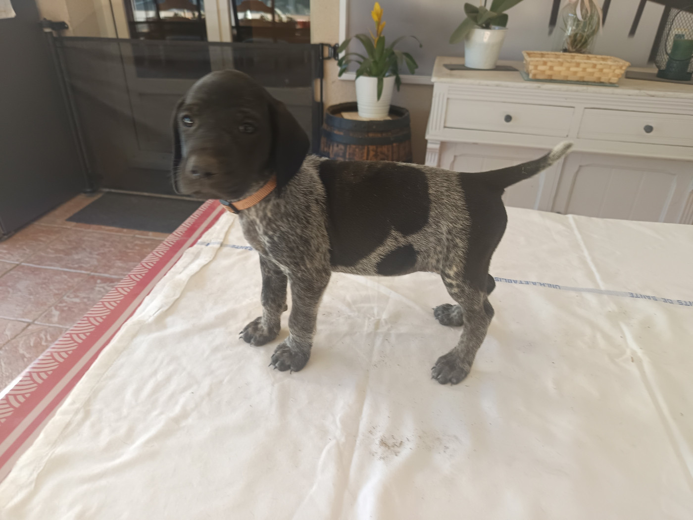 du Coteau de Saveton - Chiots disponibles - Braque allemand à poil court