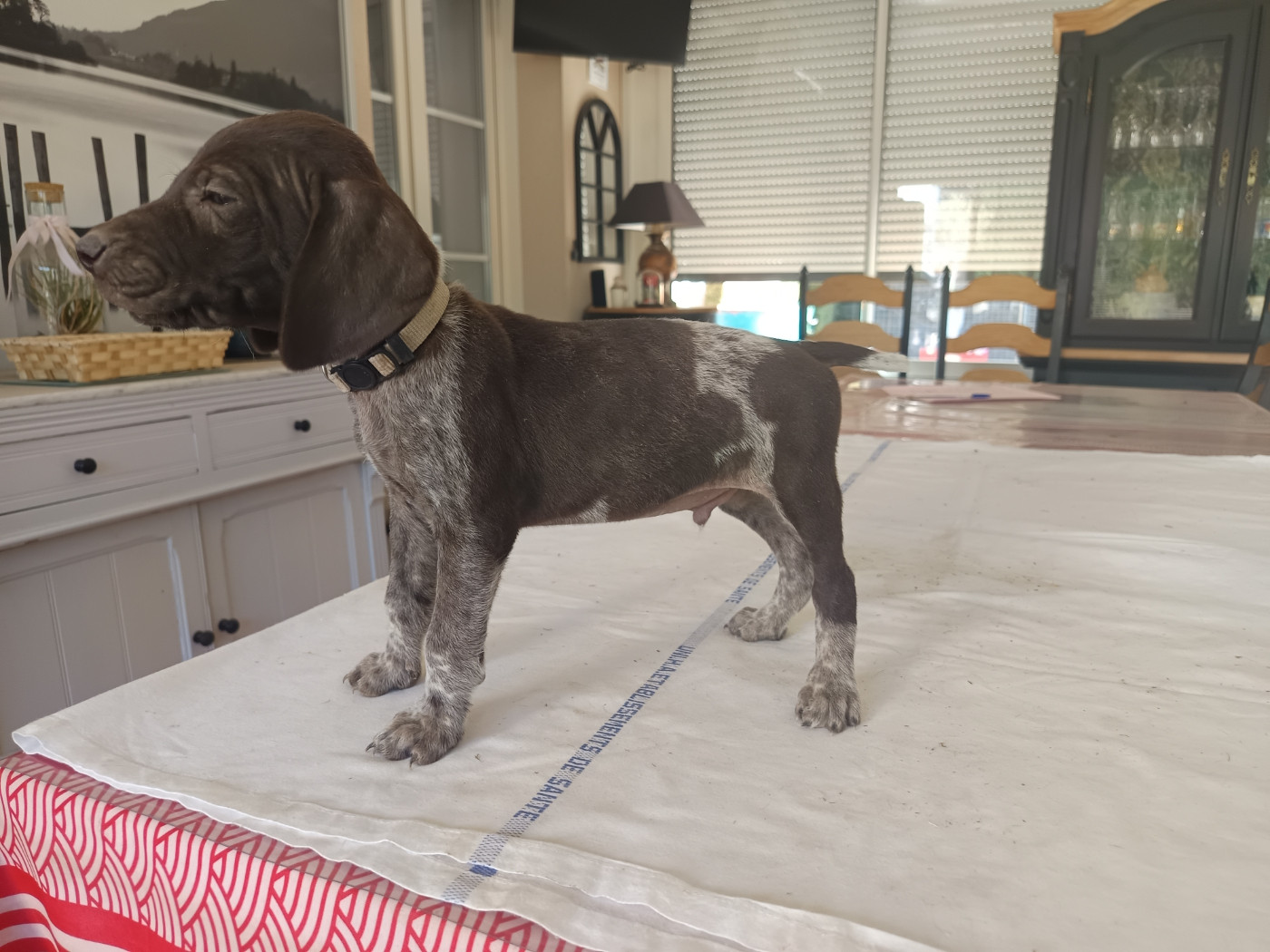 du Coteau de Saveton - Chiots disponibles - Braque allemand à poil court