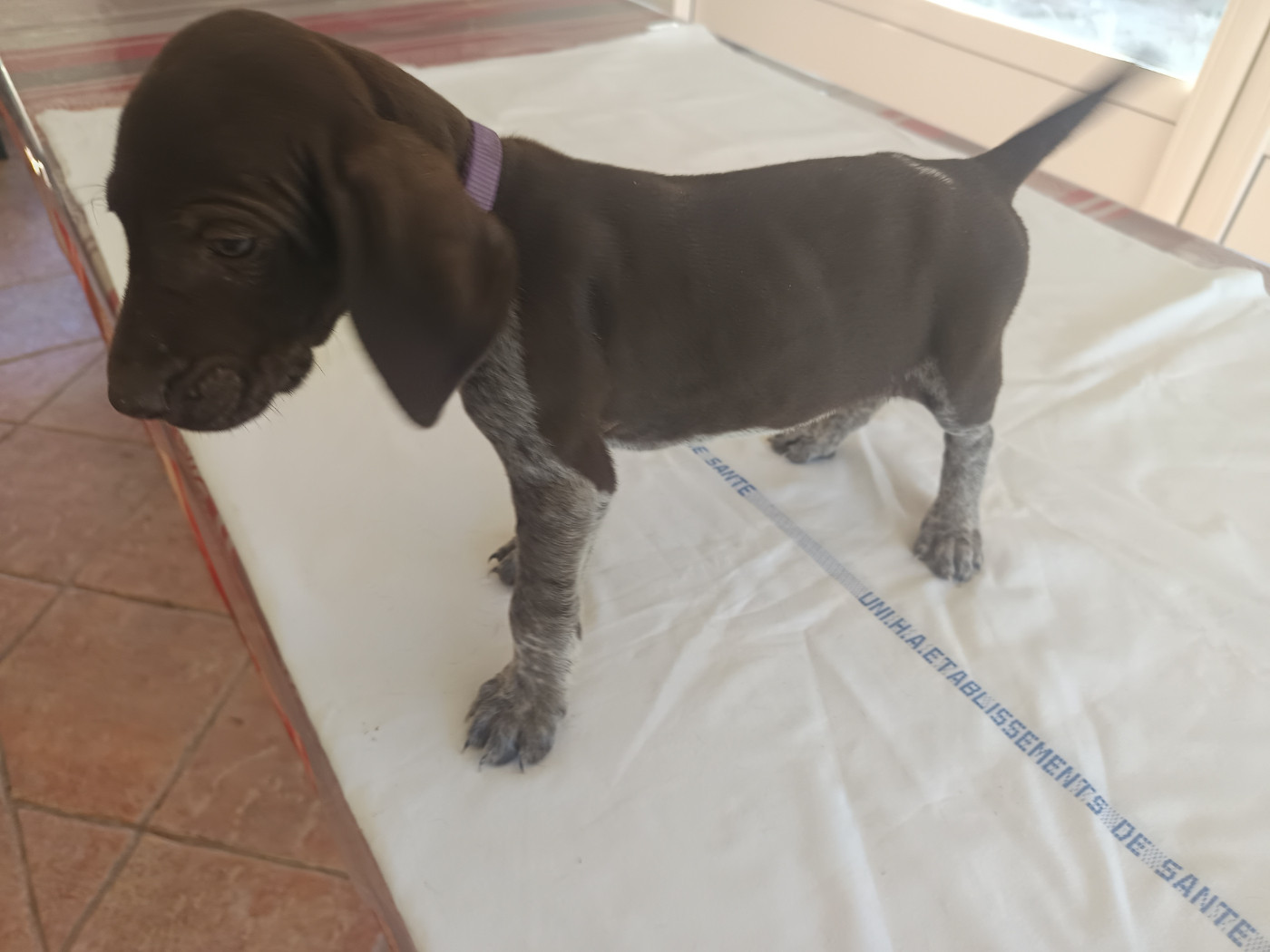 du Coteau de Saveton - Chiots disponibles - Braque allemand à poil court