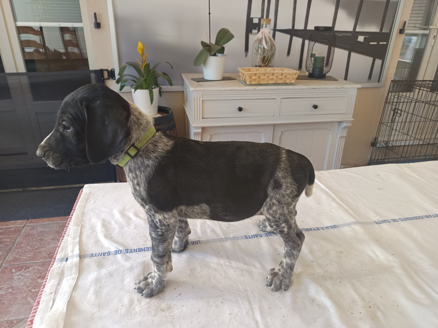 du Coteau de Saveton - Chiots disponibles - Braque allemand à poil court