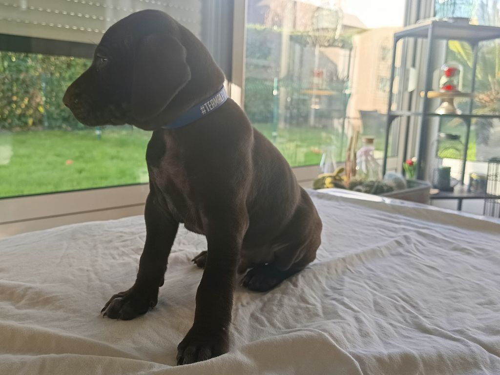 du Coteau de Saveton - Chiots disponibles - Braque allemand à poil court