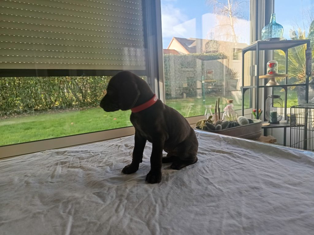 du Coteau de Saveton - Chiots disponibles - Braque allemand à poil court