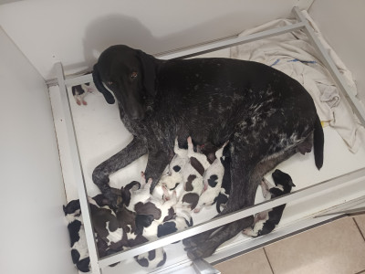 CHIOT 1
