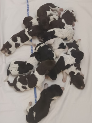 CHIOT 2