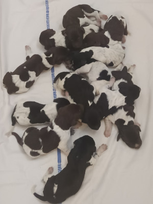 CHIOT 3