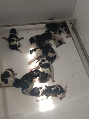 CHIOT 9