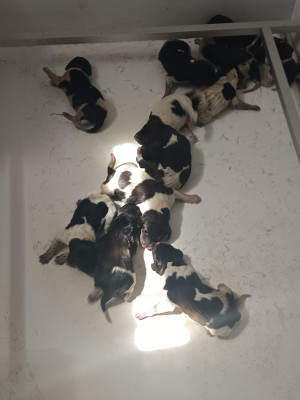CHIOT 12