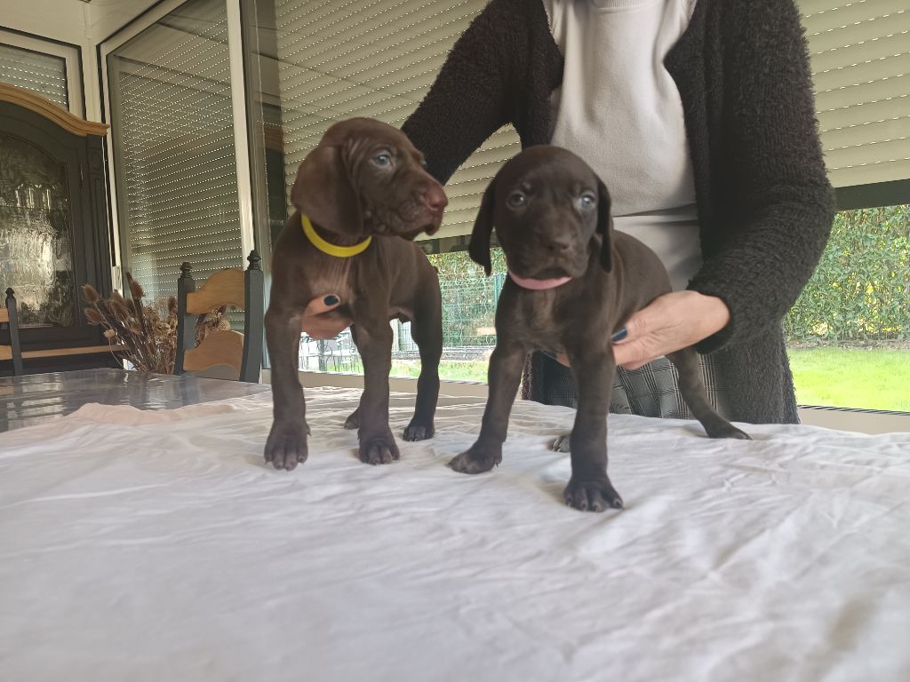 du Coteau de Saveton - Chiots disponibles - Braque allemand à poil court